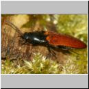 Ampedus pomorum - Schnellkaefer 01b 7mm.jpg